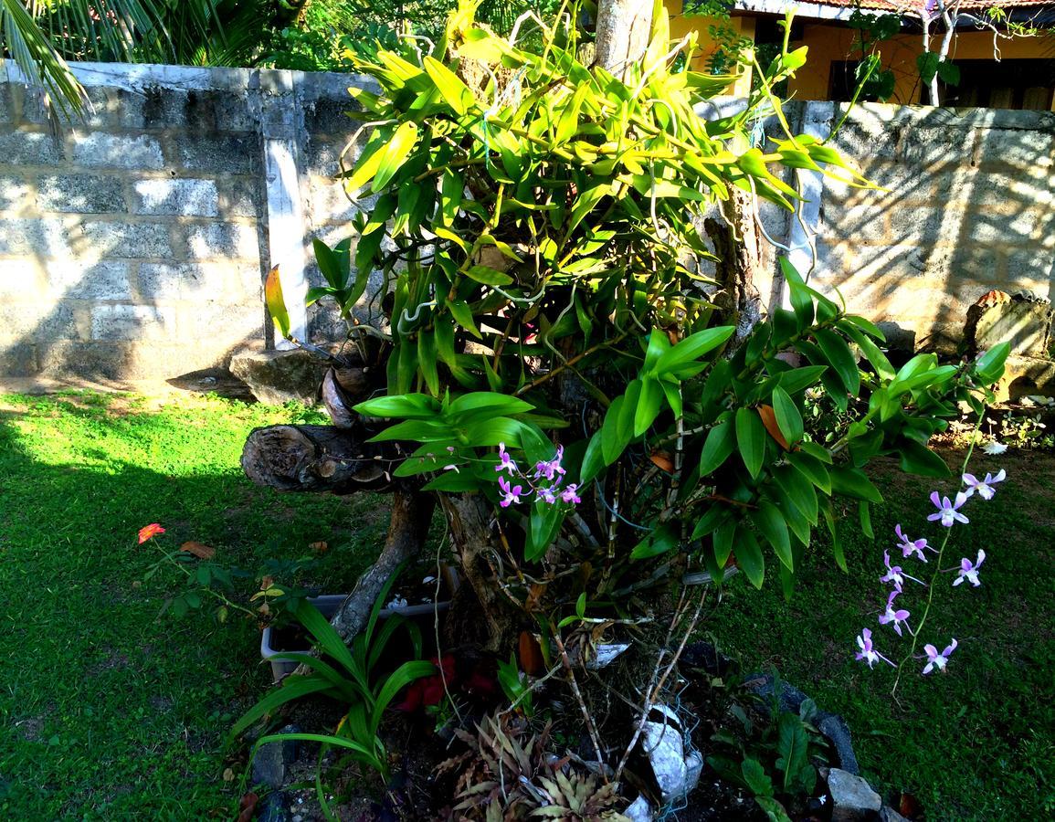 Bed and breakfast The Breeze Mirissa Extérieur photo